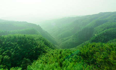 Shunan Bamboo Sea, bamboo forest, Chinese forests, forests in China, asian forests, forests in asia