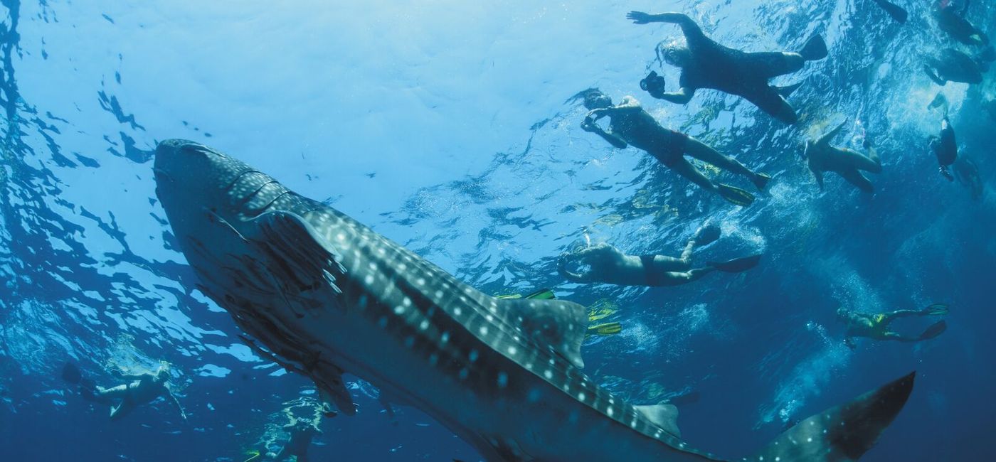 Image: PHOTO: Snorkelers with a large whale shark. (photo via Chanwit Polpakdee / Shutterstock)